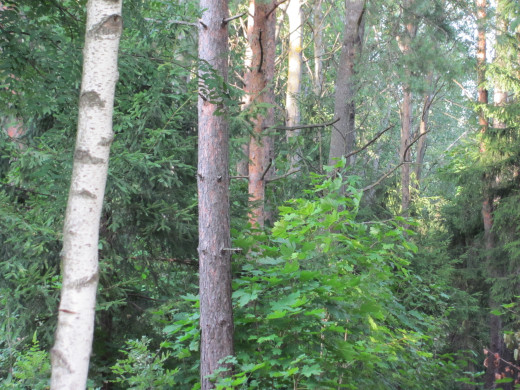 596513 (a): :2816x2112